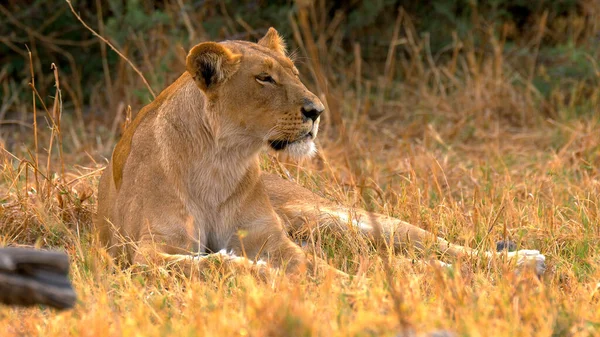 Aslanlar Afrika Vahşi Yaşamı Çimlerde Hayvanları — Stok fotoğraf