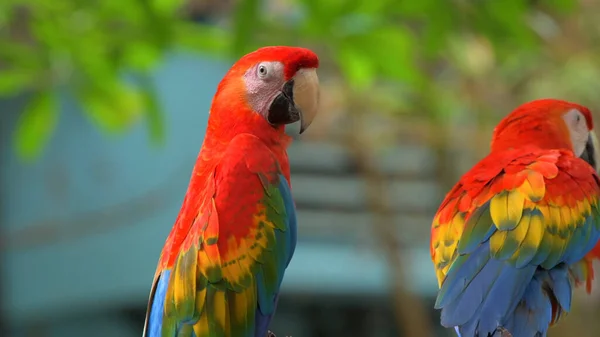 Papugi Scarlet Macaw Drzewie — Zdjęcie stockowe