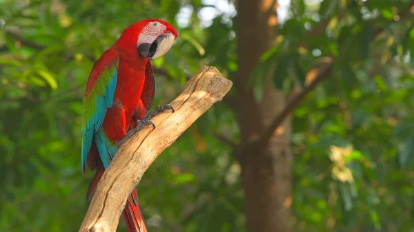 Parrots Scarlet Macaw Tree — Stock Photo, Image