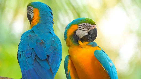 Papoušci Scarlet Macaw Stromě — Stock fotografie