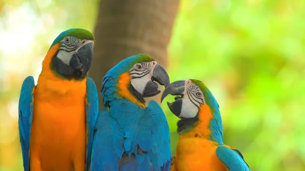 Papoušci Scarlet Macaw Stromě — Stock fotografie