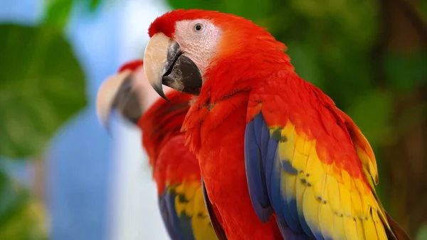 Parrots Scarlet Macaw Tree — Stock Photo, Image