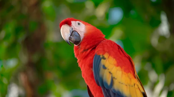 Papoušci Scarlet Macaw Stromě — Stock fotografie
