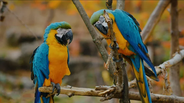 Papugi Scarlet Macaw Drzewie — Zdjęcie stockowe