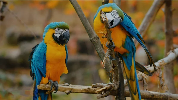 Papegojor Scarlet Macaw Trädet — Stockfoto