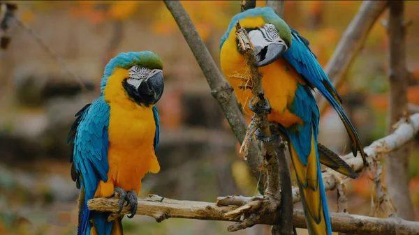 Perroquets Aras Écarlate Sur Arbre — Photo