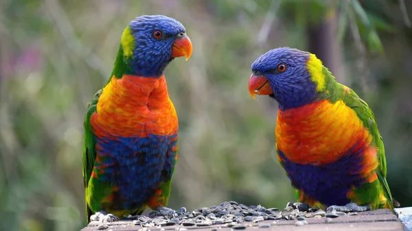 Pappagalli Scarlet Macaw Sull Albero — Foto Stock