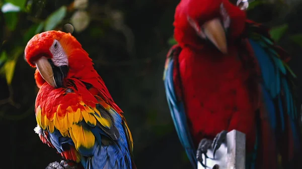 Papagaios Scarlet Macaw Árvore — Fotografia de Stock