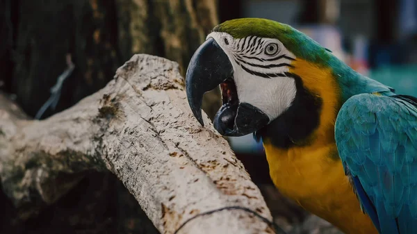 Parrots Scarlet Macaw Tree — Stock Photo, Image