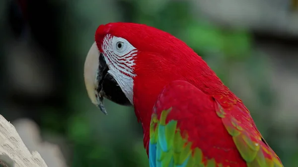 Papugi Scarlet Macaw Drzewie — Zdjęcie stockowe