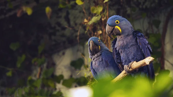 Papagájok Scarlet Macaw Fán — Stock Fotó