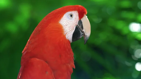 Parrots Scarlet Macaw Tree — Stock Photo, Image