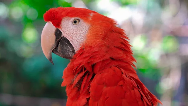 Parrots Scarlet Macaw Tree — Stock Photo, Image