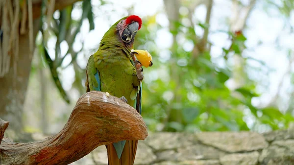 Parrots Scarlet Macaw Tree — Stock Photo, Image