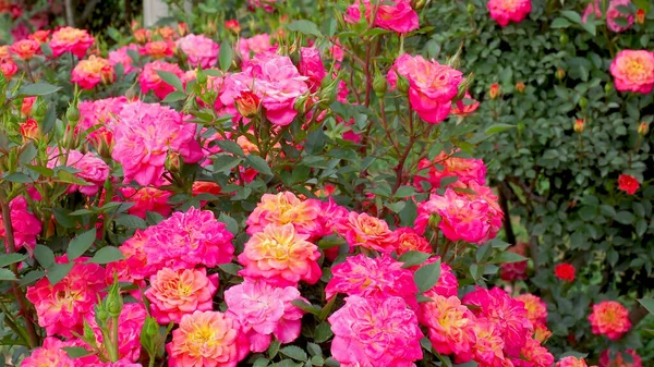 Rosa Flor Con Gotas Lluvia Fondo Naturaleza — Foto de Stock