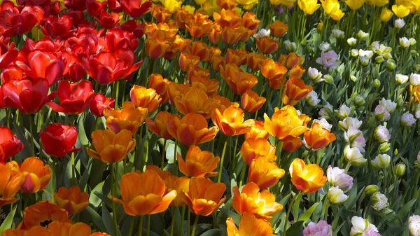 Des Tulipes Colorées Dans Les Grands Champs Vallée Skagit — Photo