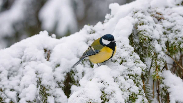 Πουλιά Κλαδί Στο Χειμερινό Δάσος — Φωτογραφία Αρχείου