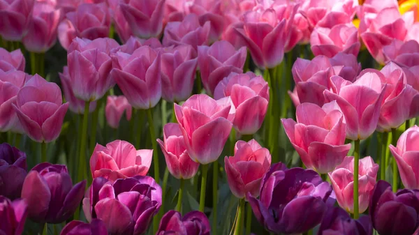 Des Tulipes Colorées Dans Les Grands Champs Vallée Skagit — Photo