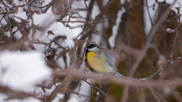 Ptáci Větvích Zimním Lese — Stock fotografie