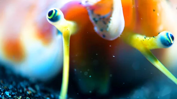 Underwater coral life. Underwater world. Underwater life scene