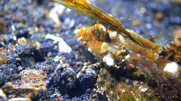 Підводне Коралове Життя Підводний Світ Підводне Життя Сцени — стокове фото