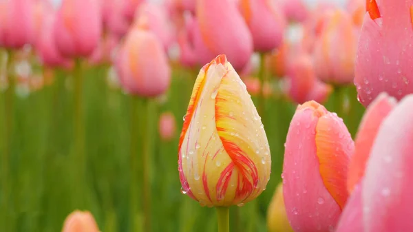 Champs Tulipes Festival Des Tulipes Chaussures Bois — Photo