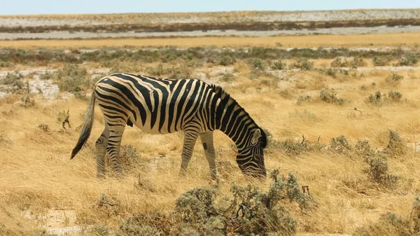 Zebra Naturpark Gras — Stockfoto