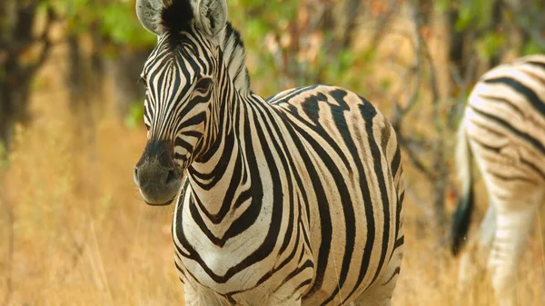 Zebra Habitat Natural Grama Parque Nacional — Fotografia de Stock