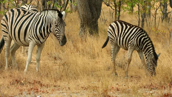 Zebra Naturpark Gras — Stockfoto