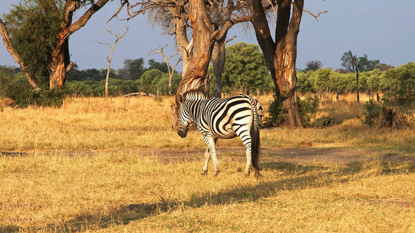 Zebra in the grass nature habitat National Park