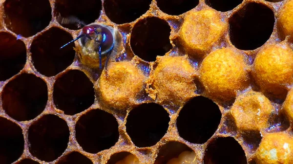 Close View Working Bees Honey — Stock Photo, Image