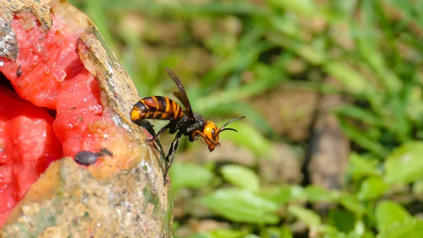 Acercamiento Del Avispón Gigante Vespa Mandarinia Japonica — Foto de Stock