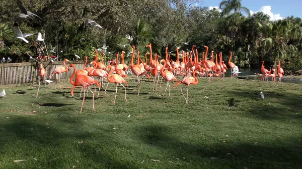 Stada Flamingów Różowy Karaibów Wodzie — Zdjęcie stockowe
