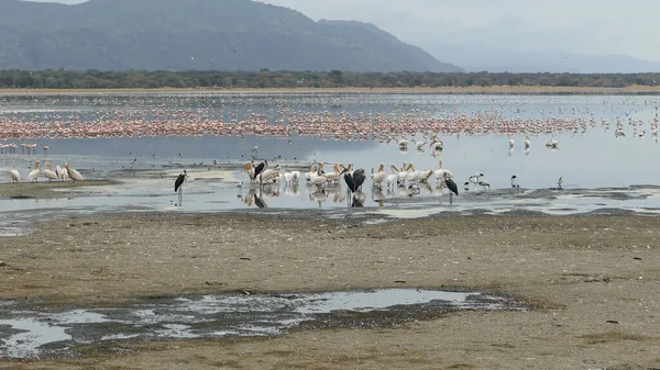 一群粉红色的加勒比火烈鸟在水中 — 图库照片