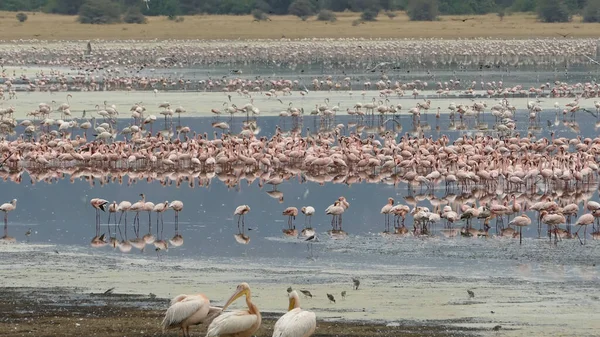 一群粉红色的加勒比火烈鸟在水中 — 图库照片