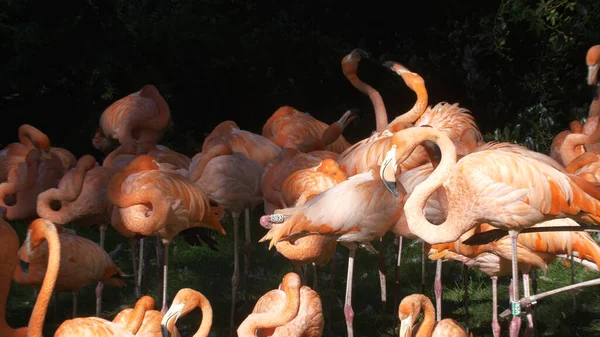 Rebanho Flamingos Caribenhos Cor Rosa Água — Fotografia de Stock