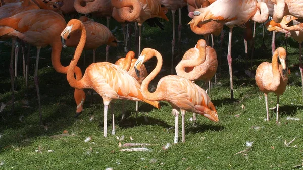 Rebanho Flamingos Caribenhos Cor Rosa Água — Fotografia de Stock