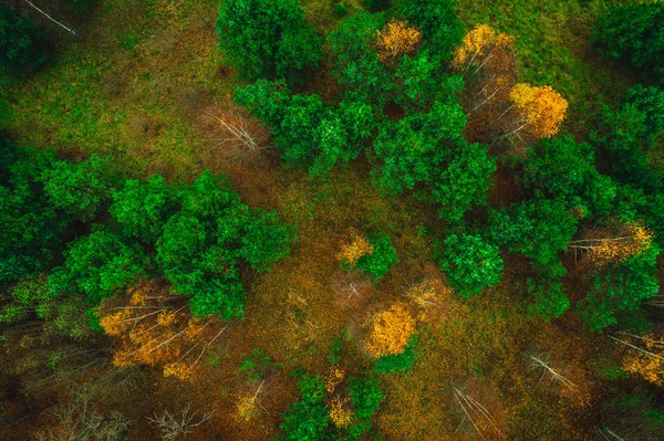 Vista Aérea Floresta Área Lateral País Campos Verdes Árvores Dia — Fotografia de Stock