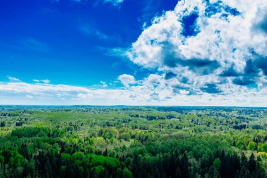 Güzel orman, yeşil ağaçlar ve mavi gökyüzü.