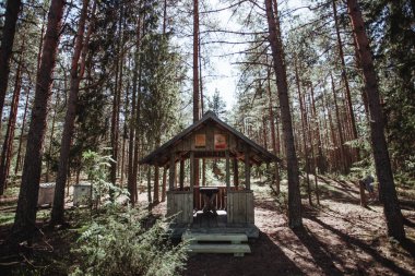 Yeşil ağaçları ve ahşap evleri olan güzel bir orman.