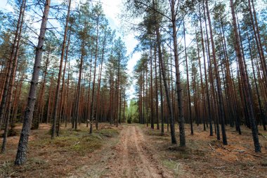 Yeşil ağaçlı güzel orman 