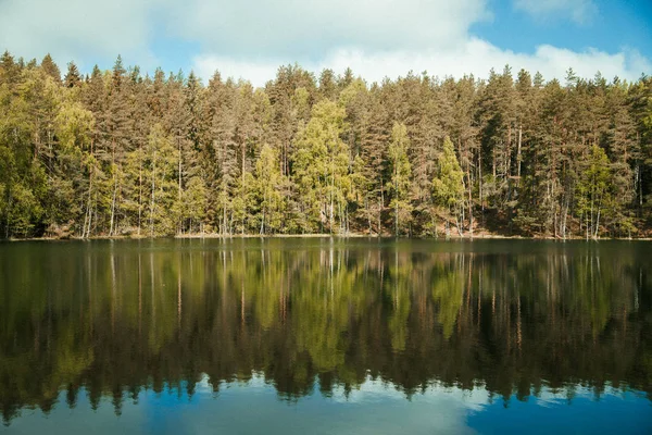 Прекрасне Лісове Озеро Зеленими Деревами — стокове фото