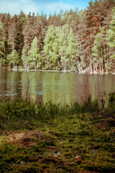 Hermoso Lago Del Bosque Con Árboles Verdes —  Fotos de Stock