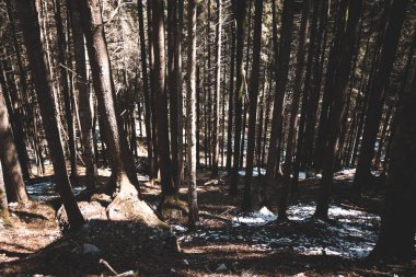 çam ağaçları ile güzel orman 