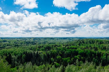 Güzel orman, yeşil ağaçlar ve mavi gökyüzü.