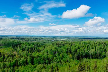 Güzel orman, yeşil ağaçlar ve mavi gökyüzü.