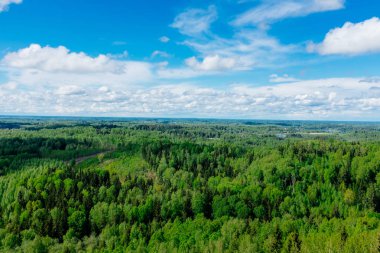 Güzel orman, yeşil ağaçlar ve mavi gökyüzü.
