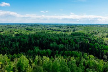 Güzel orman, yeşil ağaçlar ve mavi gökyüzü.