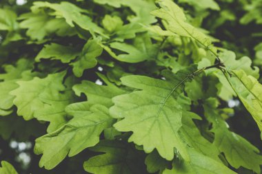 Yeşil meşe yaprağı, yakın çekim