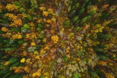 Gün batımında yeşil orman ağaçlarına havadan görünüm, doğa dokusu arka plan 